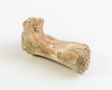 bone sample for radiocarbon dating 