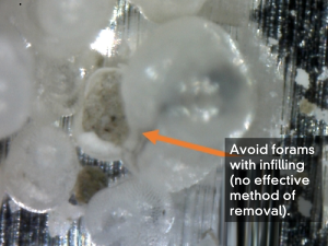 forams pretreatment Beta Analytic