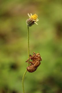 fly exoskeleton