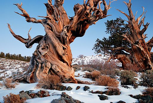 An ancient Bristlecone Pine tree in White Mountains, California